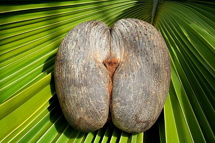 Coco de Mer